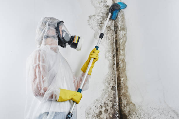 Best DIY Mold Remediation Support Services in Yreka, CA