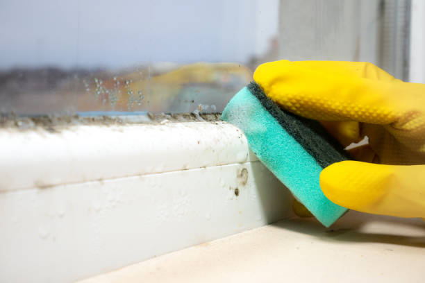 Best Commercial Mold Remediation in Yreka, CA