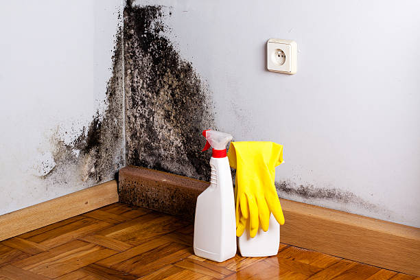 Best Insurance-Related Mold Remediation in Yreka, CA