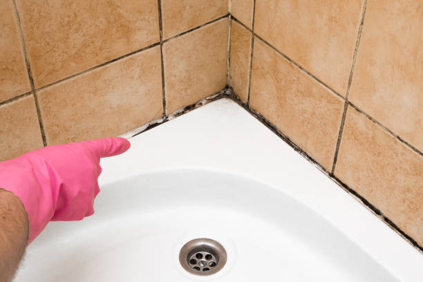 Best Commercial Mold Remediation in Yreka, CA